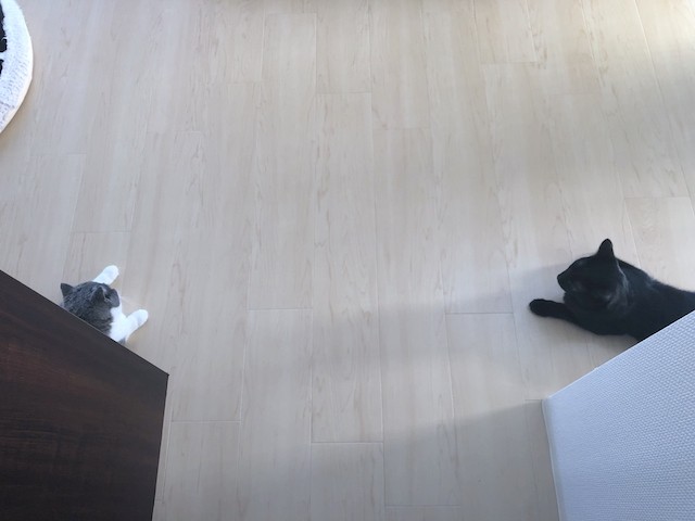 2019-08-11 07.22.15