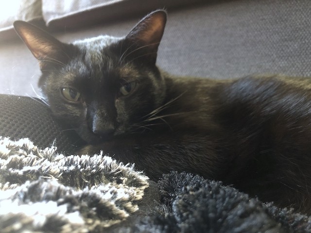 2018-12-12 15.56.01