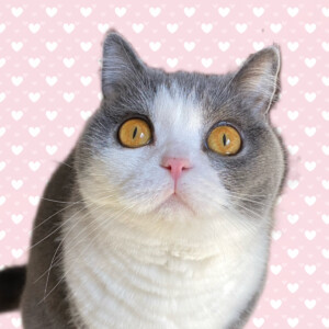 https://umekonoheya.com/wp-content/uploads/2025/05/umeko-san-300x300.jpg