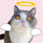 https://umekonoheya.com/wp-content/uploads/2025/09/umeko.png
